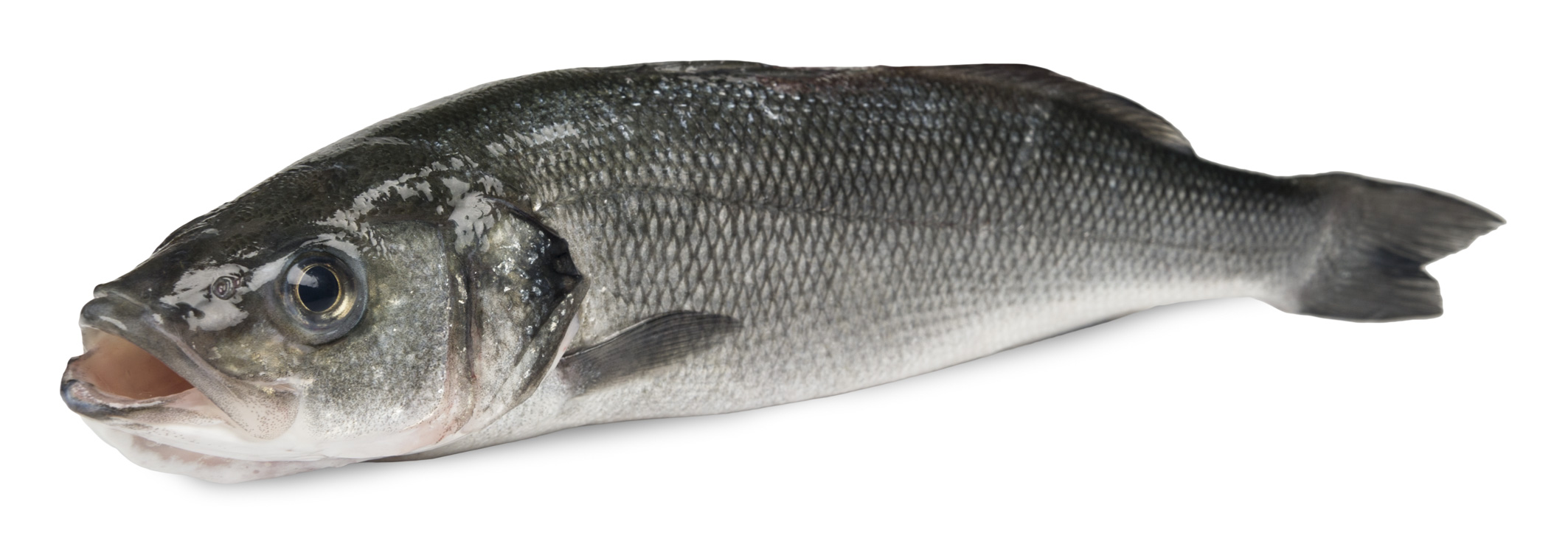 Wholesale Seafood Supplier of Scampi, Sea Bass and Sea Bream Oromar